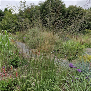 Molinia Caerulea  Ssp Arundinacea 'Transparent'